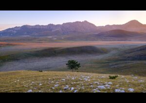 Lonely tree into the morning light on Campo Imperatore, Abruzzo, Italy